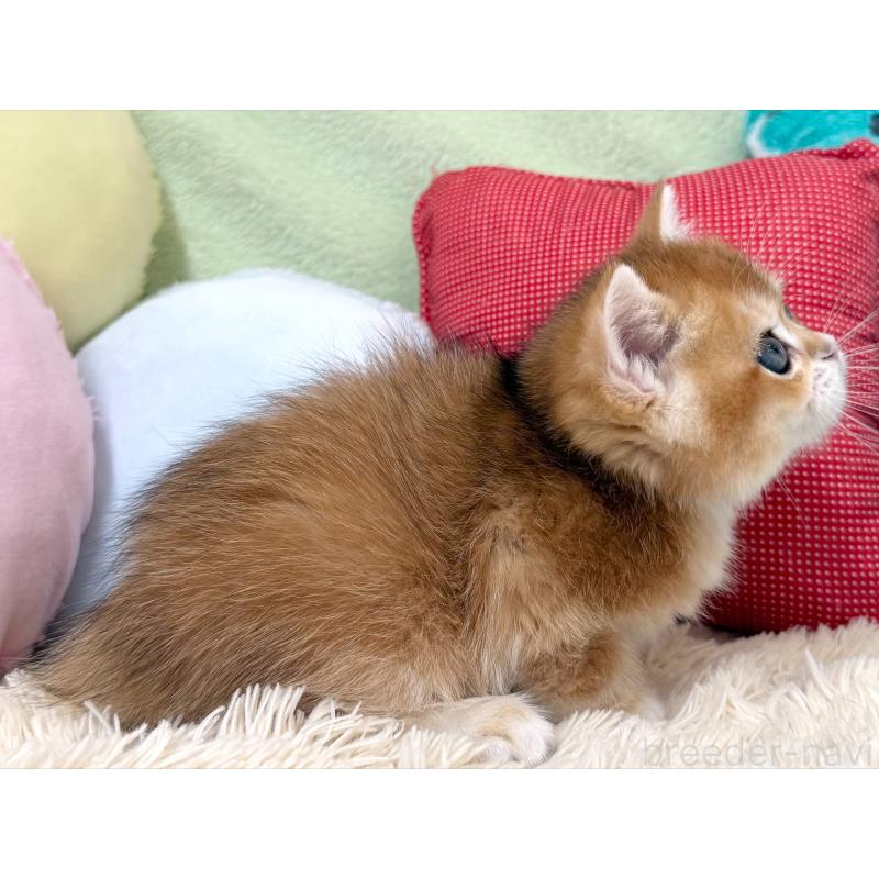 成約済の大阪府のブリティッシュショートヘア-124623の3枚目